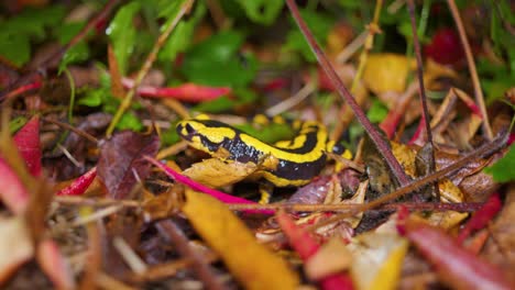 4K-Zeitlupenaufnahmen-Eines-Schwarz-gelben-Salamanders,-Der-Nachts-In-Der-Natur-Herumläuft