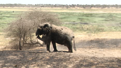 Junger-Afrikanischer-Elefant-Wirft-Sand-Nach-Seinem-Bad-Im-Sumpf,-Ndutu,-Tansania