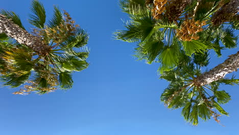 Looking-Up-On-Palm-Trees-In-Blue-Sky-At-Sunny-Summertime