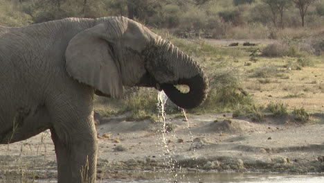 Afrikanische-Elefantenbullen,-Die-Aus-Dem-See-Trinken
