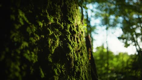 4K-close-up-shot-of-contrasted-dim-light-on-some-moss-on-a-forest-tree-log