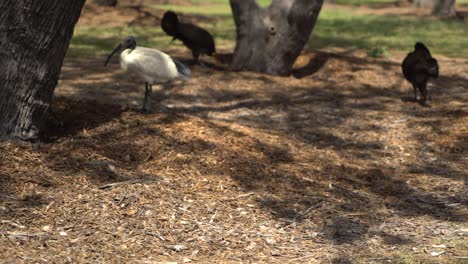Pan-left-of-wild-turkeys-and-ibis-in-nature-park-reserve