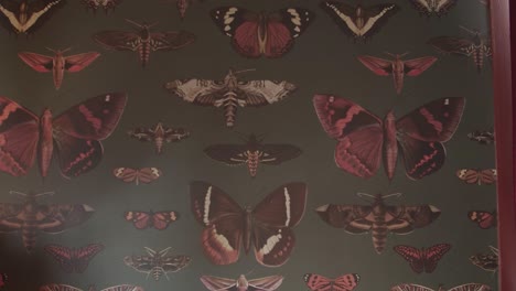 Close-up-view-of-wallpaper-with-butterflies-and-moths-on-the-wall-in-a-retro-room-with-red-curtains