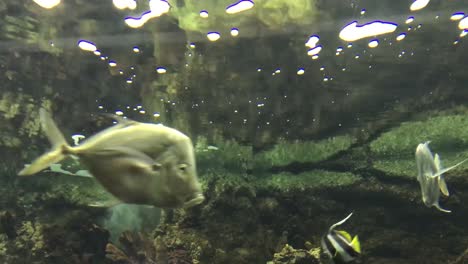 Bunte-Fische-Schwimmen-Im-Aquarium-Mit-Korallen-Und-Blättern-Im-Hintergrund