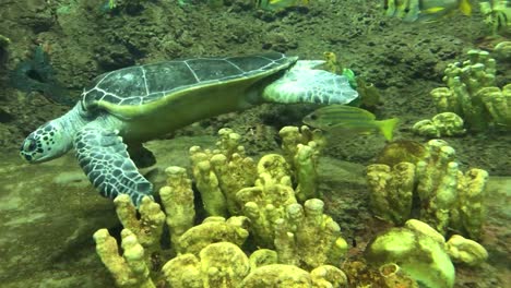 Nahaufnahme-Des-Körpers-Einer-Schildkröte-In-Einem-Unterwasseraquarium-über-Der-Koralle