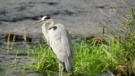 Grey-Heron-Standing-And-Preening-Feathers-On-Bank-Of-River