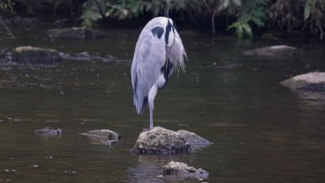 Sleeping-Grey-Heron-Standing-On-One-Leg-In-The-Stone-At-Yangjae-Stream