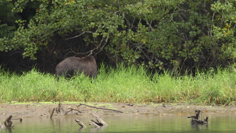 Grizzly-bear-eating-behind-bush-under-tree-across-river-while-raining