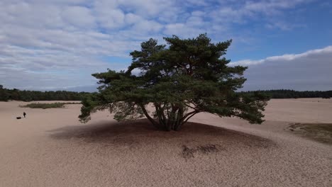Solitary-pine-tree-on-a-hill-aerial-reveal-of-the-wider-Soesterduinen-sand-dune-landscape-in-The-Netherlands-with-blue-sky-and-cloud-blanket-behind