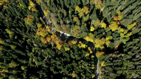Drohnenansicht-Von-Oben-Nach-Unten-über-Einem-Alpinen-Wald-Im-Herbst