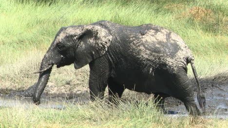 Elefante-Africano-Juvenil-Disfrutando-En-El-Barro-De-Un-Pantano,-Ndutu,-Tanzania