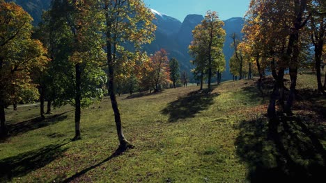 Lebendige-Und-Farbenfrohe-Ahornbäume-Mit-Roten-Und-Gelben-Herbstblättern-Im-Sonnigen-Herbst-In-Den-Alpen-In-Tirol,-österreich-Im-Malerischen-Ahornbodenwald-Im-Rissach-Engtal-Mit-Blauem-Himmel
