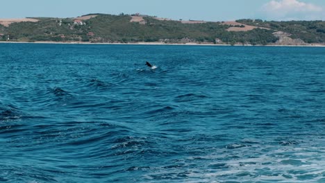 Dos-Delfines-Saltando-Fuera-Del-Agua-En-Cámara-Lenta