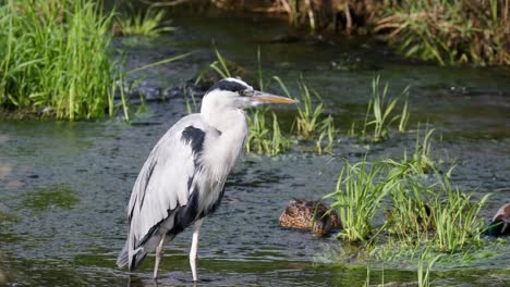 Grey-Heron-Standing-In-The-Water-With-Pair-Of-Mallard-Ducks-Eating-In-Background