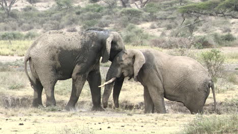 Afrikanische-Elefantenbullen-Beim-Spielerischen-Kämpfen