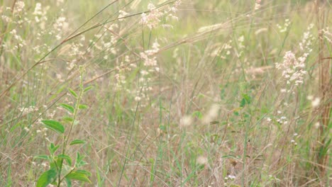 white-grass-flowers-among-the-dry-grass