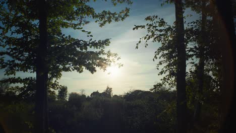 4k-Filmische-Landschaftsaufnahme-Eines-Waldes-Gegen-Die-Sonne