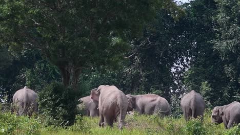 Moving-towards-the-herd-as-they-seem-to-frolic-around-during-the-afternoon,-Indian-Elephant,-Elephas-maximus-indicus,-Thailand