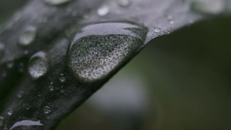 Frische-Regentropfen-Auf-Der-Oberfläche-Des-Grünen-Blattes-Nach-Dem-Regen