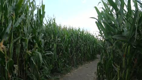 Halloween-Corn-Field-Maze