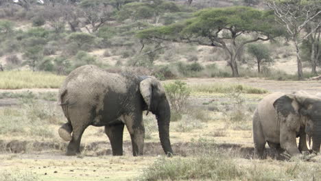African-elephant-bulls,-one-scratching-himself-with-his-hind-legs