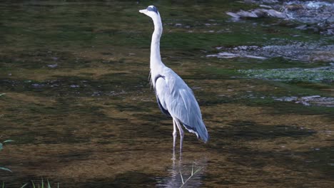 Grey-Heron-With-Reflection-On-Clear-Flowing-Water-Of-Yangjae-Stream-In-Seoul,-South-Korea