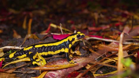 4K-Aufnahmen-Eines-Schwarz-gelben-Salamanders,-Der-Nachts-Im-Garten-Herumläuft