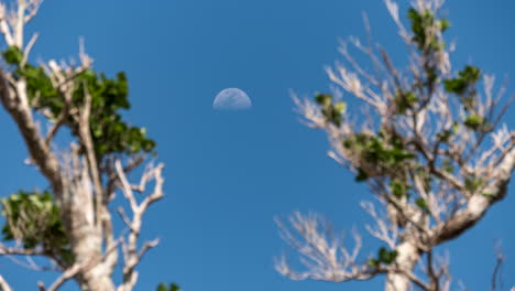 Half-moon-rises-in-daytime-sky,-framed-by-small-trees