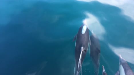 Luftaufnahme-Eines-Erwachsenen-Wals-Mit-Einer-Delfinantenne-Aus-Nächster-Nähe-Im-Ozean