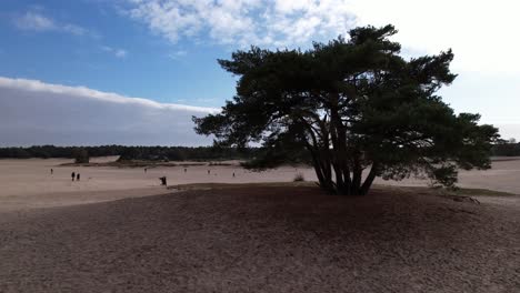 Rotating-aerial-pan-of-solitary-pine-tree-on-a-hill-in-the-middle-of-the-Soesterduinen-sand-dunes-in-The-Netherlands-with-blue-sky-and-cloud-blanket-behind
