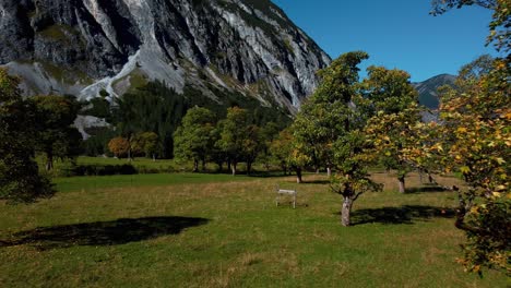 Bunte-Kanadische-Ahornbäume-Mit-Roten-Und-Gelben-Herbstblättern-Im-Sonnigen,-Lebhaften-Herbst-In-Den-Alpenbergen-Mit-Einem-Wald-Am-Touristischen-Reiseort-Am-Ahornboden-Rissach-In-Tirol,-österreich