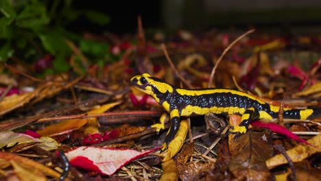 4K-footage-circling-around-a-black-and-yellow-salamander-standing-still-in-the-garden-at-night