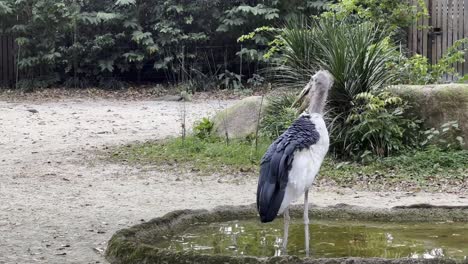 View-of-a-marabou-stork,-leptoptilos-crumeniferus-with-one-of-the-wings-outstretched-while-walking-away-from-a-small-artificial-pond-in-Singapore-safari-zoo,-mandai-reserves-at-daytime