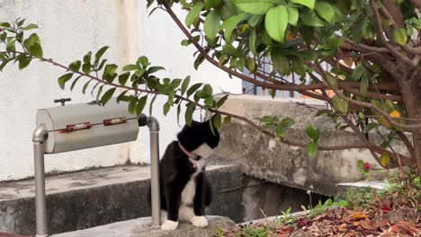 Schwarz-weiße-Fellkatze-Mit-Weißen-Socken-Spricht-Aus-Ihrem-Haus,-Versteckt-Sich-Neben-Dem-Abfluss-Und-Streift-Durch-Die-Nachbarschaft