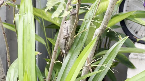 Little-master-of-disguise,-wild-chameleon-oriental-garden-lizard,-calotes-versicolor-mimicking-the-color-of-branch-surrounded-by-home-garden-plantations,-slow-handheld-motion-shot