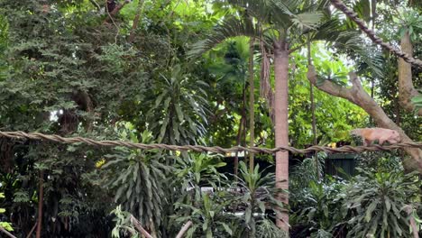 Cute-little-south-american-coati,-nasua-nasua-cautiously-walking-across-the-swinging-tree-vine-at-Singapore-safari-zoo,-mandai-wildlife-reserves,-zoom-in-static-shot