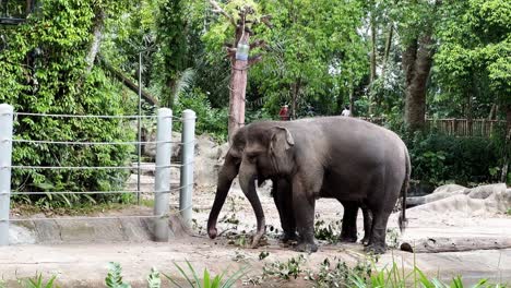 Two-large-grey-asian-elephants,-elephas-maximus-standing-side-by-side,-swinging-its-long-trunk-and-tail-Singapore-wildlife-safari-zoo,-mandai-wildlife-reserves