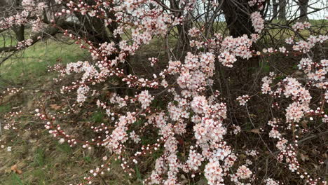 Frühlingskirschblüten-Wiegen-Sich-Im-Wind
