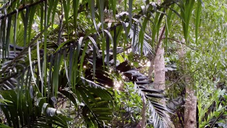 Unberührte-Natürliche-Regenwaldumgebung-Mit-Wunderschönen,-üppig-Grünen-Plantagen-Und-Herunterhängenden-Luftwurzeln-Und-Funkelndem-Sonnenlicht,-Das-Durch-Die-Blätter-Scheint,-Handgehaltene-Bewegungsaufnahme