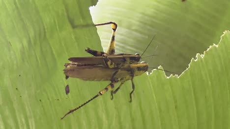 Close-up-shot-of-a-pair-of-javanese-grasshoppers,-valanga-nigricornis-mating-on-a-broken-banana-leaf-on-a-beautiful-sunny-day-with-leaves-swaying-in-the-wind,-spotted-at-Malaysia-southeast-Asia