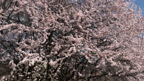 Sakura-Kirschblütenrosa-In-Ungarn