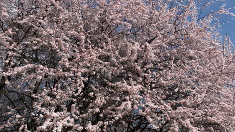 Kirschblüten-In-Voller-Blüte-In-Zeitlupe
