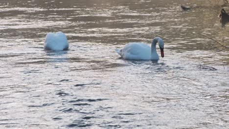 Feeding-time-for-two-swans-in-an-early-morning-on-river