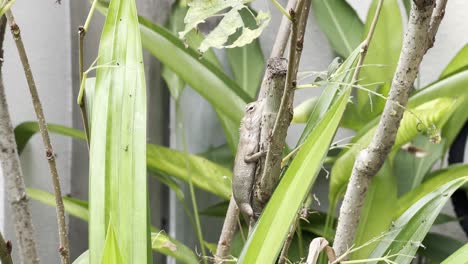 Master-of-disguise,-wild-and-exotic-chameleon-oriential-garden-lizard,-calotes-versicolor-spotted-hiding-on-the-branch-surrounding-by-greeneries-at-home-garden