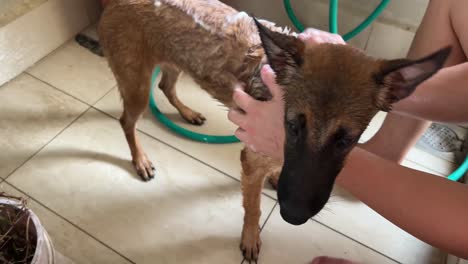 Young-belgian-shepherd-having-a-shower-by-its-owner,-giving-a-good-clean-with-bubbles-and-gentle-scratch-all-over-its-body