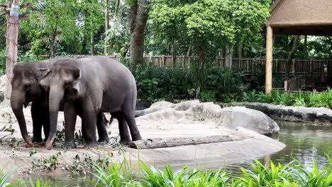 Asian-elephants,-elephas-maximus-standing-side-by-side-next-to-the-water,-swinging-its-long-trunk-and-tail-in-the-enclosure-at-Singapore-wildlife-safari-zoo,-mandai-wildlife-reserves