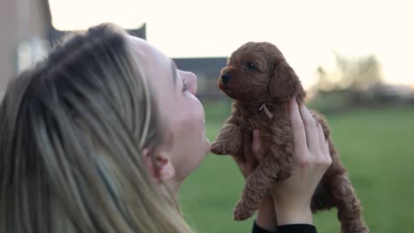 Woman-Showing-Love-and-Affection-to-Newborn-Goldendoodle-Puppy-Dog