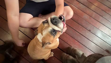 Top-down-view-of-a-man-patting-and-scratching-its-English-bulldog-for-love,-care-and-affections