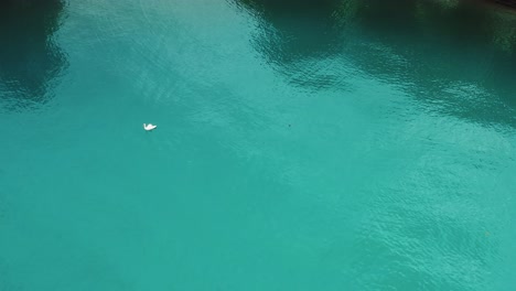 White-swan-gliding-across-beautiful-turquoise-water-of-Lake-Thun