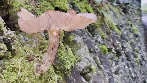 A-mushroom-with-a-small-slug-underneath-cap-growing-from-a-stonewall-near-path-in-Autumn